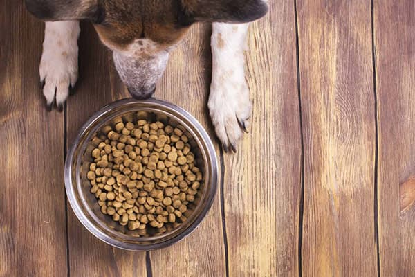 Hund an einer Schüssel mit Trockenfutter