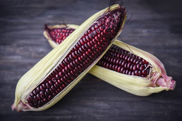 Purple corn