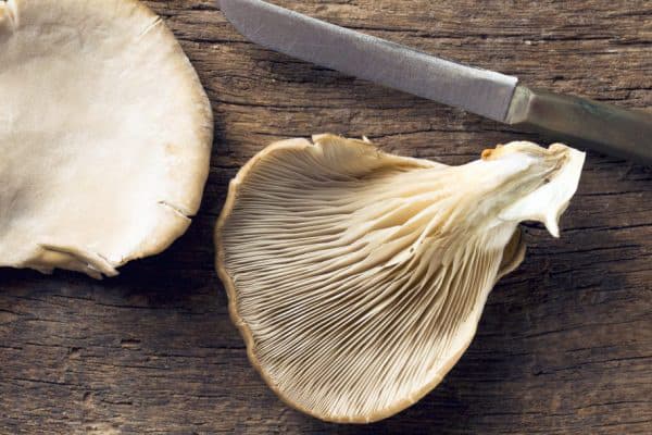 Oyster mushrooms