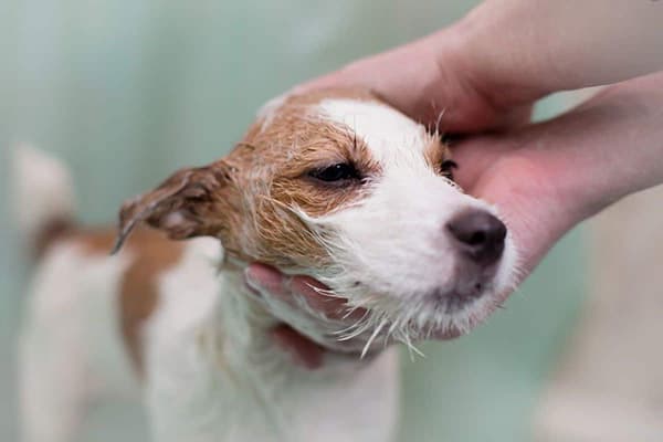 Koera vannitamine