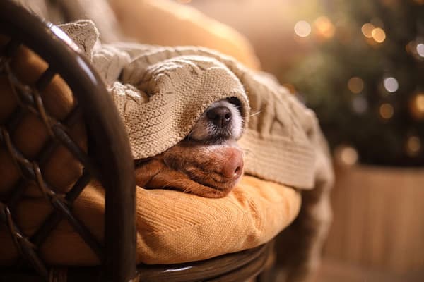El perro duerme en una silla debajo de una manta.