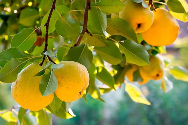 fructificación del membrillo