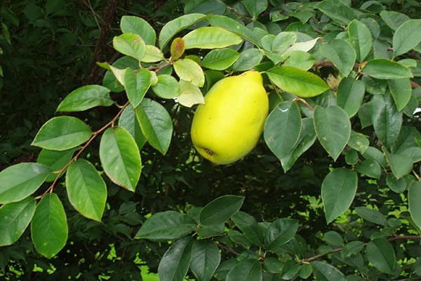 quince Cina