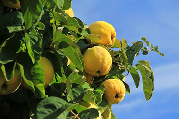 membrillo de limon