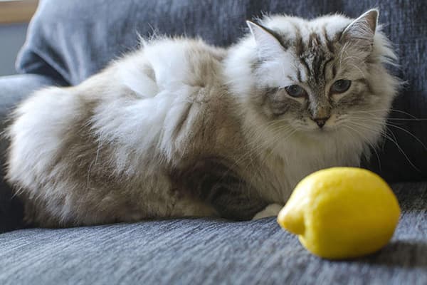 Kucing dan lemon