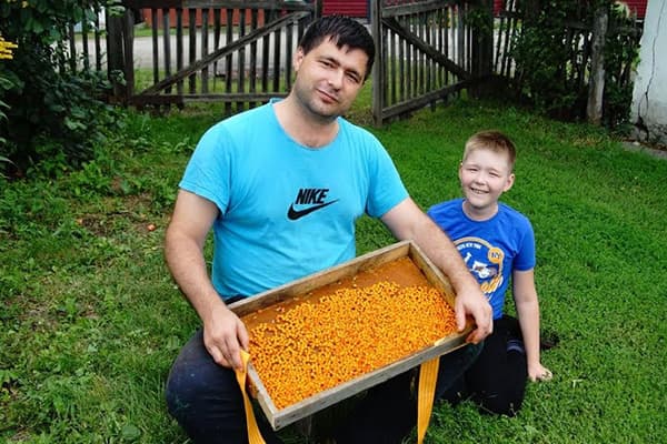 Ayah dan anak lelaki dengan tuaian buckthorn laut