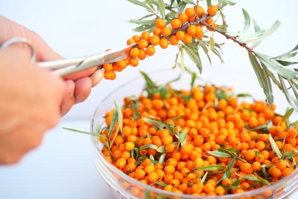 Sariwang sea buckthorn