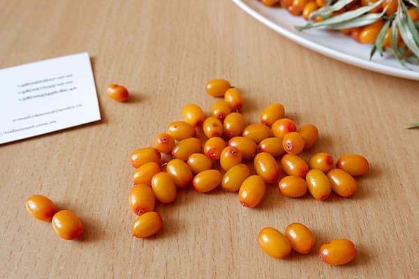 Mga berry ng sea buckthorn