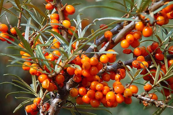 Nagbubunga ng sea buckthorn