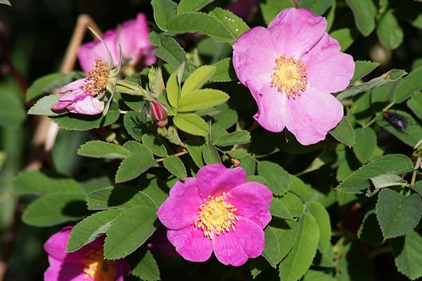 rosa mosqueta mayo