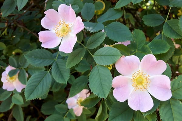 rosas ng aso