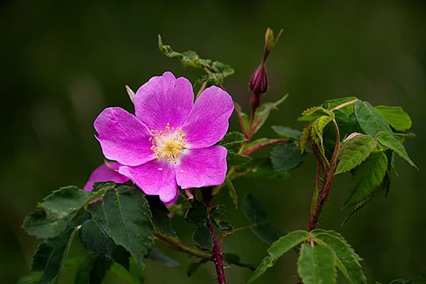 aguja de rosa mosqueta