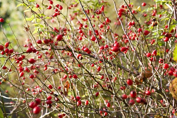 Mga berry sa isang rosehip bush