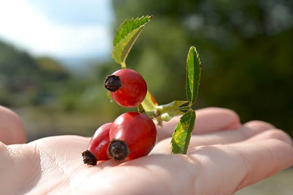 Fruit de rosa de gossos