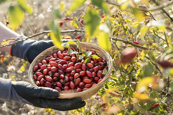 Fruto de rosa mosqueta