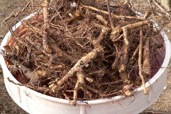 Rosehip roots