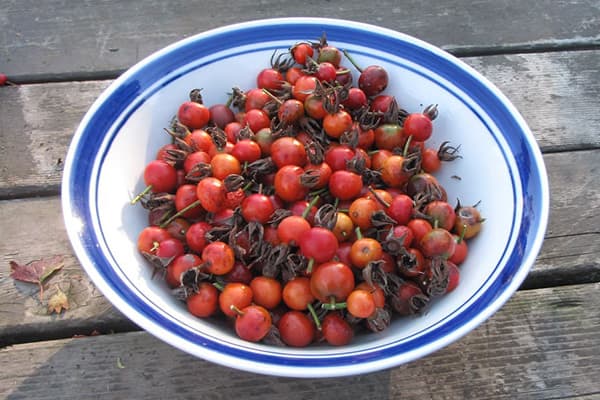 Rozebottels in een bord