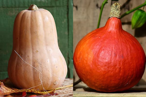 Zucca Butternut - Butternut e Hokkaido