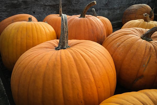 Calabazas de piel gruesa