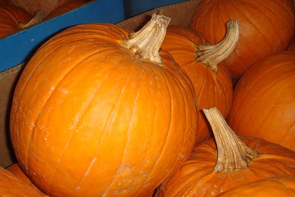 Calabazas con tallos secos