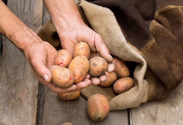 Keskmise suurusega kartul
