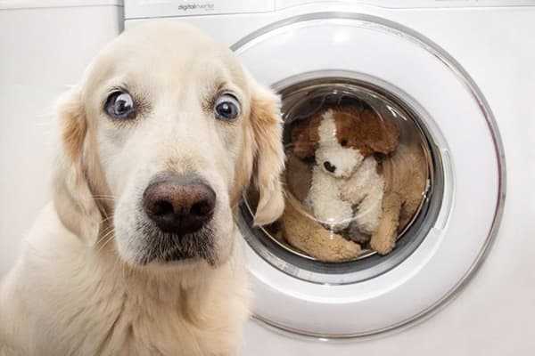 Perro cerca de la lavadora