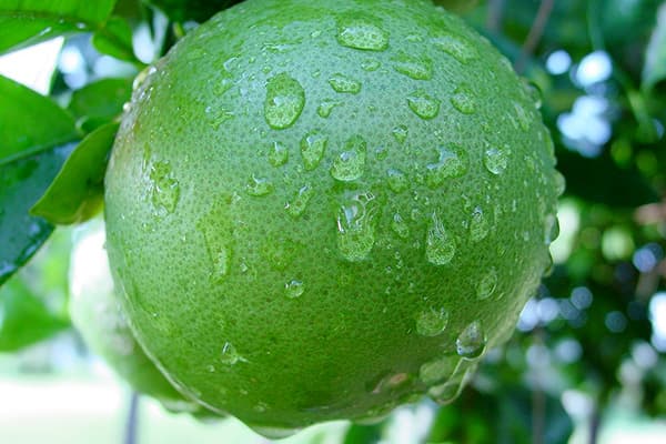 Fruit chéri sur une branche