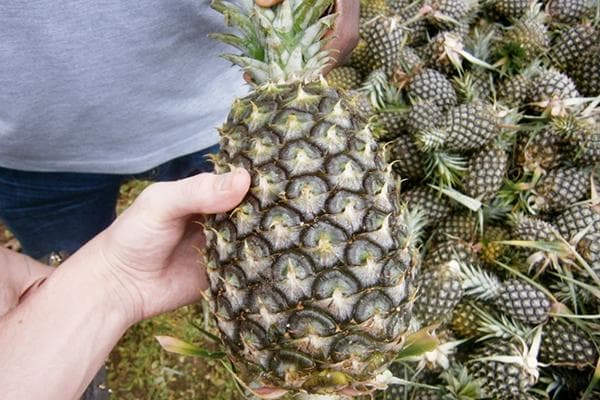 Ananas de Cayenne