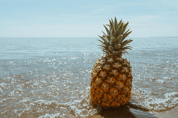 Spaanse ananas aan de kust