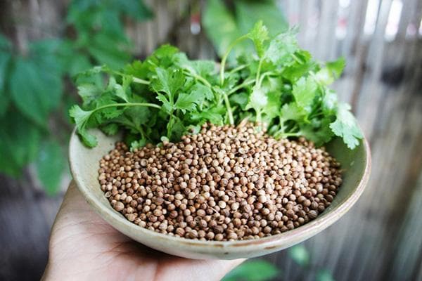 Verdes y semillas de cilantro.