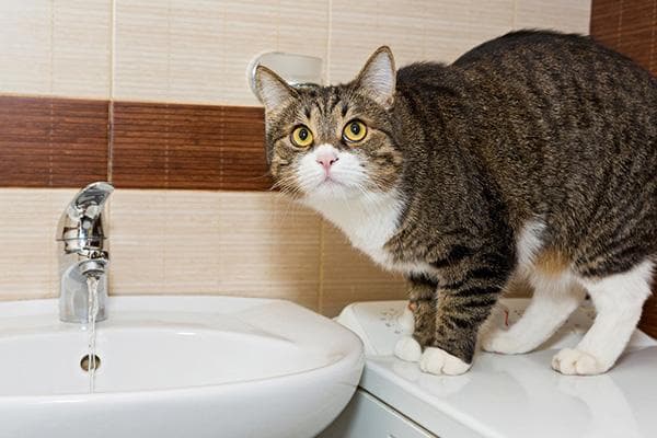 Katt i nærheten av vasken på badet