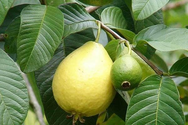 Fruta de guayaba en el árbol