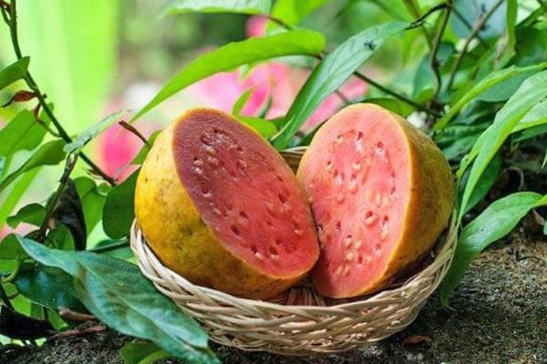 Jambu batu masak dengan pulpa merah