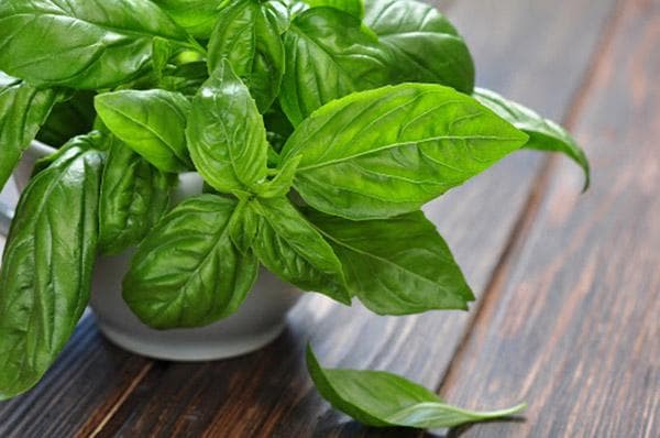 Fresh basil