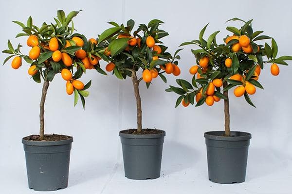 Kumquats im Topf