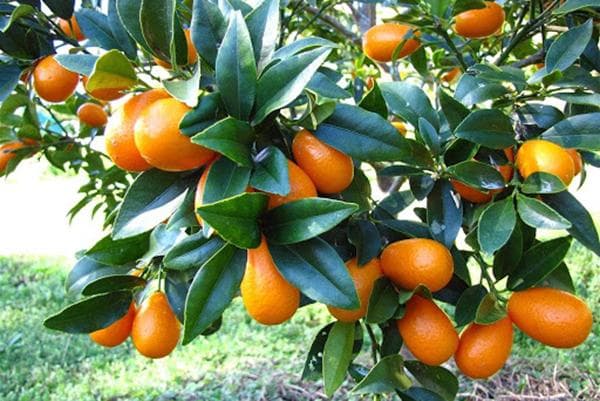 Mga prutas ng kumquat sa isang puno