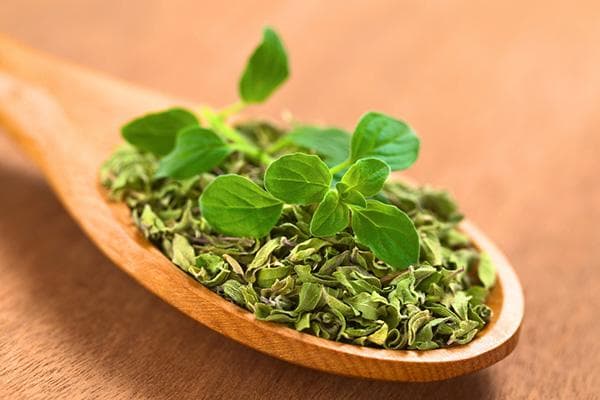 Herba oregano segar dan kering