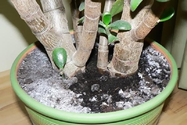 Placa blanca en una maceta con una planta de interior.