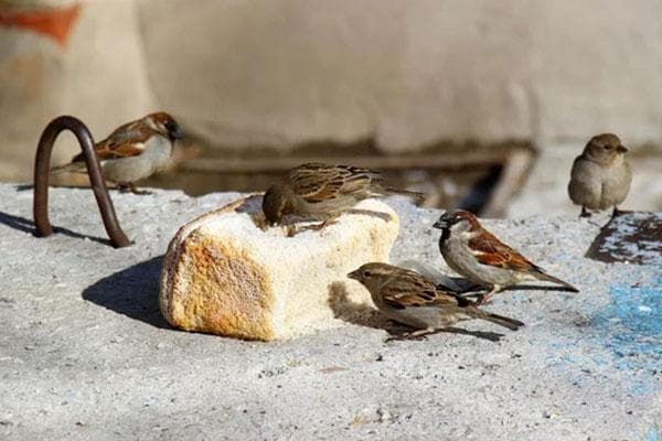 Burung pipit makan roti