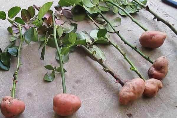 Roosi pistikute juurdumine kartulisse