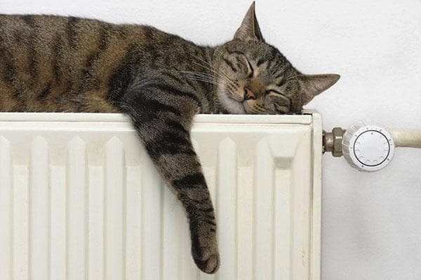 El gato duerme sobre el radiador.