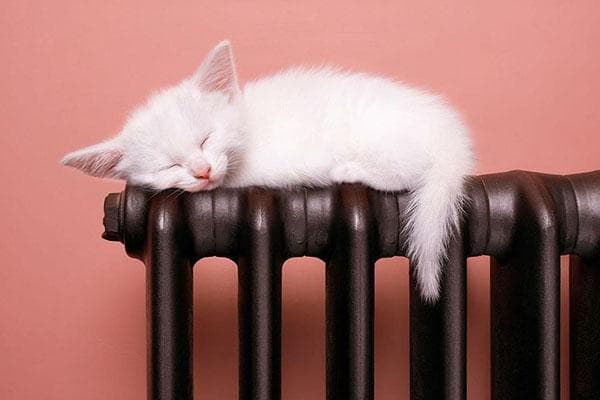 Gatito duerme sobre un radiador de color oscuro