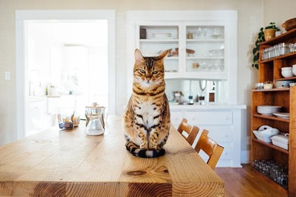 Gato en una mesa de comedor de madera