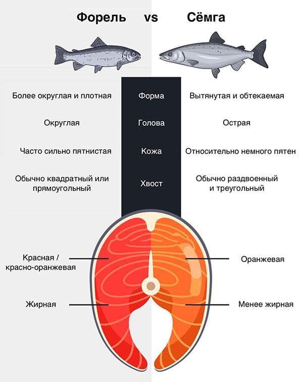 Diferencias entre salmón y trucha