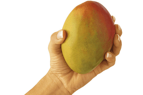 Frutto di mango in mano