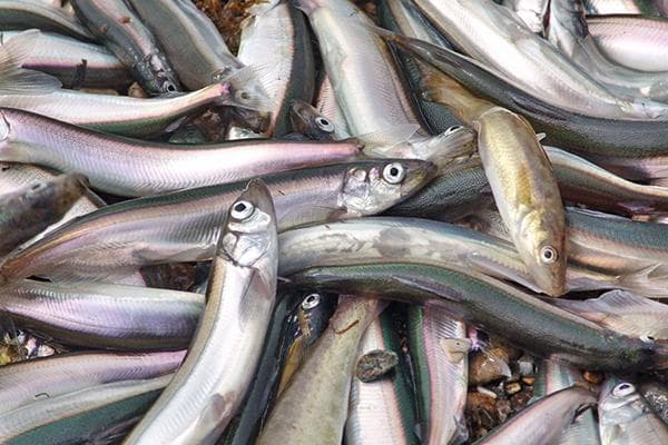 Capelin fresco