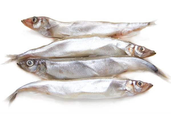 capelin