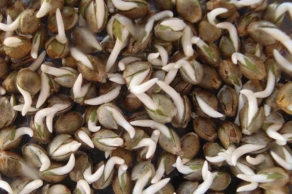 Sprouted hemp seeds