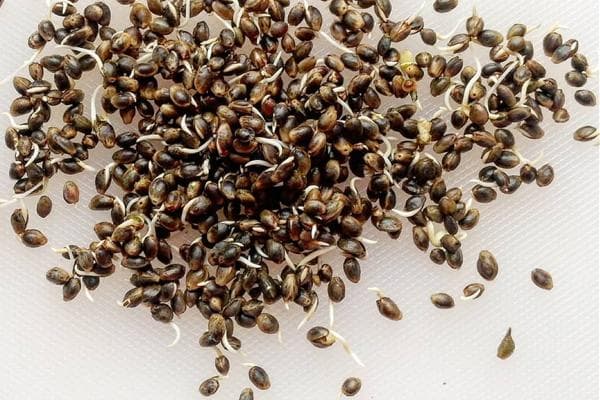 Germinating hemp seeds for food