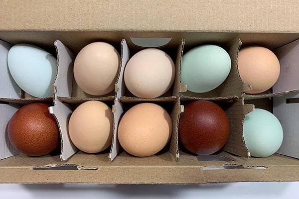 Huevos de gallina de diferentes colores en una caja.